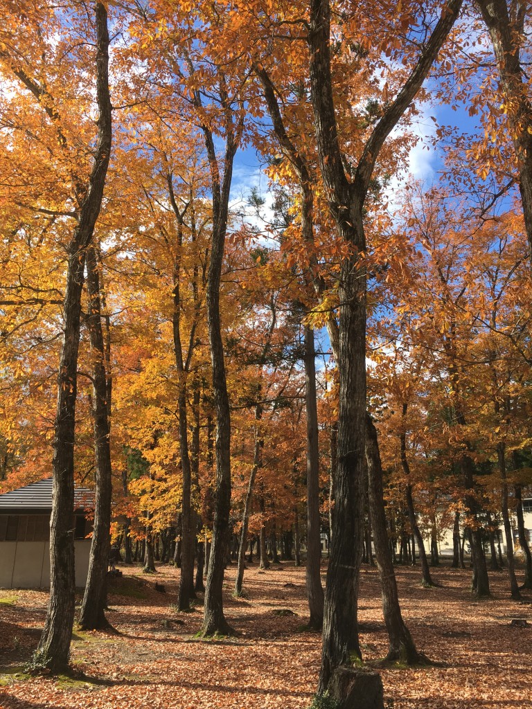 楢林の紅葉がきれいです 三島町生活工芸館